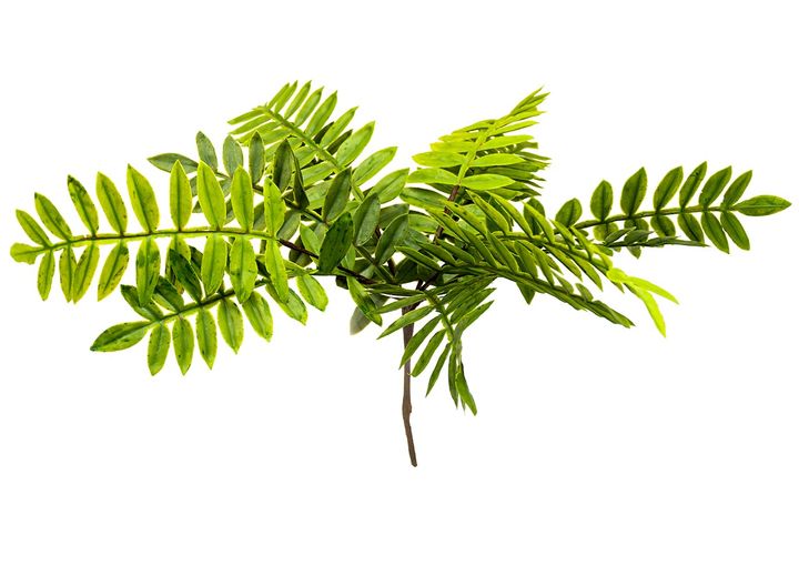 PLANTA-VERDE